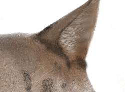 ヘンリーのポケット